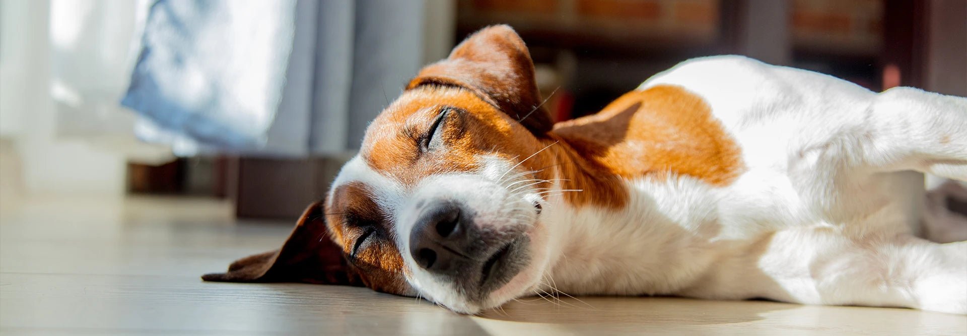 fascinating sleep facts about dogs - Silentnight Arabia